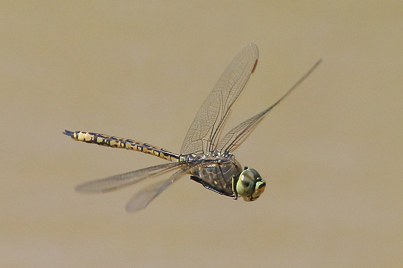 J17_3424 Anax papuensis male.JPG